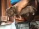 American Bully Puppies for sale in Hannibal, MO 63401, USA. price: NA