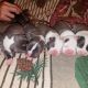 American Bully Puppies for sale in Rutherfordton, NC 28139, USA. price: NA