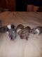 American Bully Puppies for sale in Rutherfordton, NC 28139, USA. price: $350