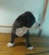 American Bully Puppies for sale in Selma, CA 93662, USA. price: NA