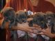 American Bully Puppies for sale in Smyrna, TN, USA. price: $2,500
