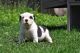 American Bully Puppies for sale in Northlake, IL, USA. price: $3,000