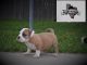 American Bully Puppies for sale in Bishop, TX 78343, USA. price: NA