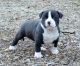 American Bully Puppies for sale in Chattanooga, TN, USA. price: NA