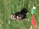 American Bully Puppies for sale in Martinsburg, WV, USA. price: $1,500