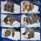 American Bully Puppies for sale in Stone Mountain, GA 30083, USA. price: NA