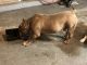 American Bully Puppies for sale in Reynoldsburg, OH, USA. price: NA