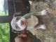American Bully Puppies for sale in Durham, NC, USA. price: NA