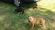 American Bully Puppies for sale in Murfreesboro, NC, USA. price: NA
