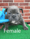 American Bully Puppies for sale in Warren, MI, USA. price: $1,500