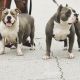 American Bully Puppies for sale in Sanford, FL, USA. price: $1