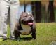 American Bully Puppies for sale in Granite Falls, NC 28630, USA. price: NA