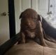 American Bully Puppies for sale in Hannibal, MO 63401, USA. price: $1,500