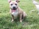American Bully Puppies for sale in Woodbury, NJ 08096, USA. price: $800