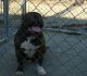 American Bully Puppies for sale in Tulsa, OK, USA. price: $800
