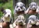 American Bully Puppies for sale in Jacksonville, NC, NC, USA. price: $2,500