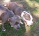 American Bully Puppies for sale in Spring Valley, WI, USA. price: $800
