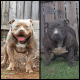 American Bully Puppies for sale in Athens, AL, USA. price: NA