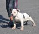 American Bully Puppies for sale in Dallas, NC, USA. price: $1,500