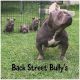 American Bully Puppies for sale in New Iberia, LA, USA. price: NA