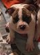 American Bully Puppies for sale in Canoga Park, Los Angeles, CA, USA. price: NA