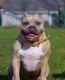 American Bully Puppies for sale in Lorain, OH, USA. price: $3,500