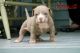 American Bully Puppies for sale in Scranton, PA 18504, USA. price: NA