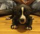 American Bully Puppies for sale in Oak Ridge, NC 27310, USA. price: NA