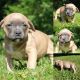 American Bully Puppies for sale in Stewartstown, PA 17363, USA. price: NA