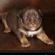 American Bully Puppies for sale in Flint, MI, USA. price: $1,500