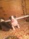 American Bully Puppies for sale in Stelton Rd, Piscataway Township, NJ 08854, USA. price: NA