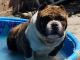 American Bully Puppies for sale in Downey, CA 90242, USA. price: NA