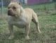 American Bully Puppies for sale in Atlanta, GA 30340, USA. price: $1,000