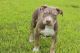 American Bully Puppies for sale in Columbia, SC 29223, USA. price: NA