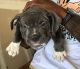 American Bully Puppies for sale in CA-1, Mill Valley, CA 94941, USA. price: NA