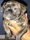 American Bully Puppies for sale in Kissimmee, FL, USA. price: $3,000