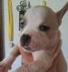 American Bully Puppies for sale in Goodyear, AZ, USA. price: NA