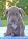 American Bully Puppies for sale in Chillicothe, OH 45601, USA. price: NA