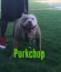 American Bully Puppies for sale in Bay Minette, AL 36507, USA. price: NA