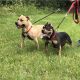 American Bully Puppies for sale in Elmwood Park, NJ, USA. price: NA