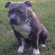 American Bully Puppies for sale in Birmingham, AL, USA. price: $750