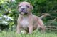 American Bully Puppies for sale in Stewartstown, PA 17363, USA. price: $1,300
