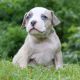 American Bully Puppies for sale in Stewartstown, PA 17363, USA. price: $1,400