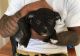 American Bully Puppies for sale in Alaska St, Staten Island, NY 10310, USA. price: NA