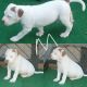 American Bully Puppies for sale in Millersville, MD 21108, USA. price: NA