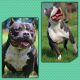 American Bully Puppies for sale in Canton, OH 44707, USA. price: $1,500
