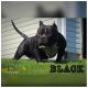 American Bully Puppies for sale in Canton, OH 44707, USA. price: $1,500