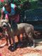 American Bully Puppies for sale in Shreveport, LA 71106, USA. price: $1,800