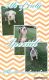 American Bully Puppies for sale in Lahoma, OK 73754, USA. price: NA