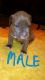 American Bully Puppies for sale in Postville, IA 52162, USA. price: $500